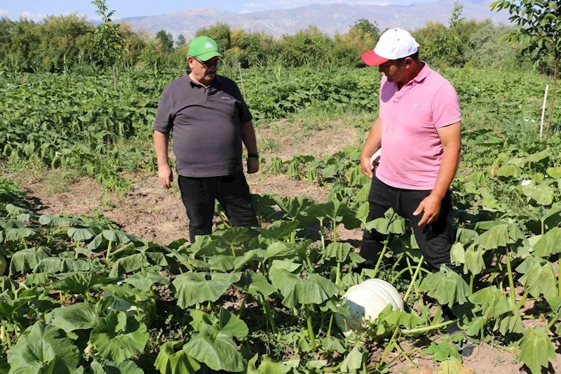 Erzincan tarım sektörü, renkli görüntülere sahne oluyor
