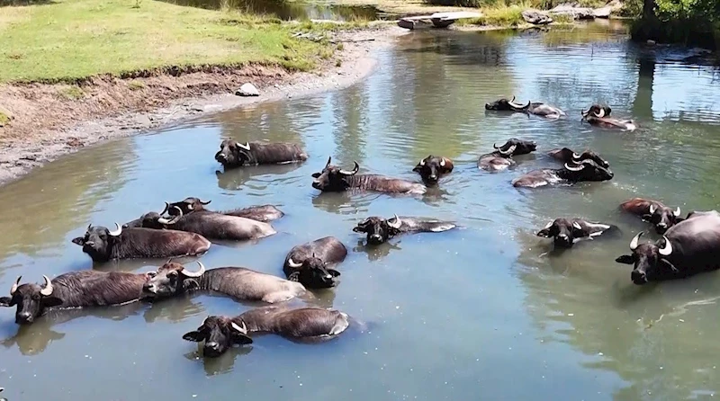 Burası Serengeti değil Erzincan Ovası
