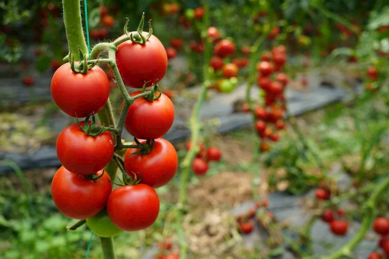 Antalya’da 2019’dan sonra domates üretiminde rekor düşüş
