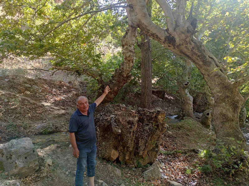 Mesafe tanımayan iki çınar ağacı tek gövde üzerinde birleşerek 50 metre yükseldi
