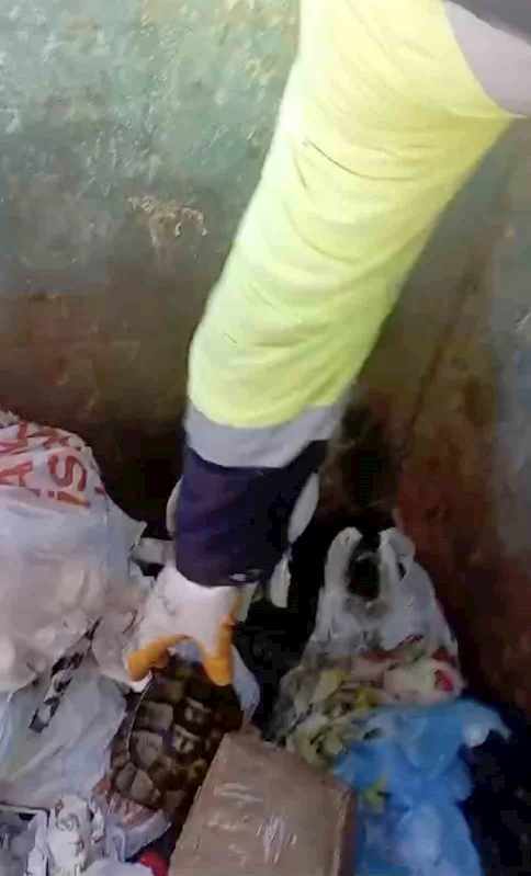 Kaplumbağayı çöpe attılar: İşçilerin dikkati sayesinde kurtuldu
