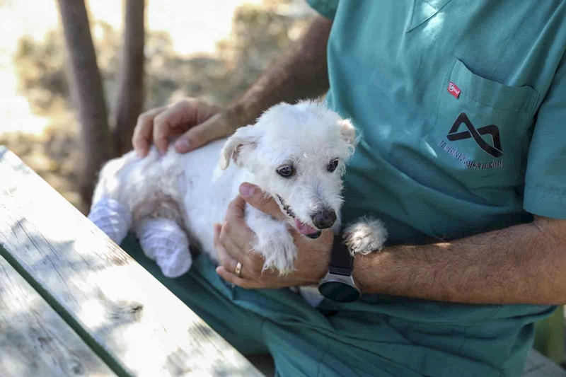 Polis ve itfaiye kurtarmıştı: Ayakları kesilen köpek sağlığına kavuştu
