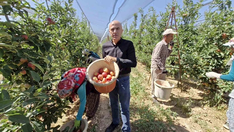 Karaman’da erkenci elma hasadı başladı
