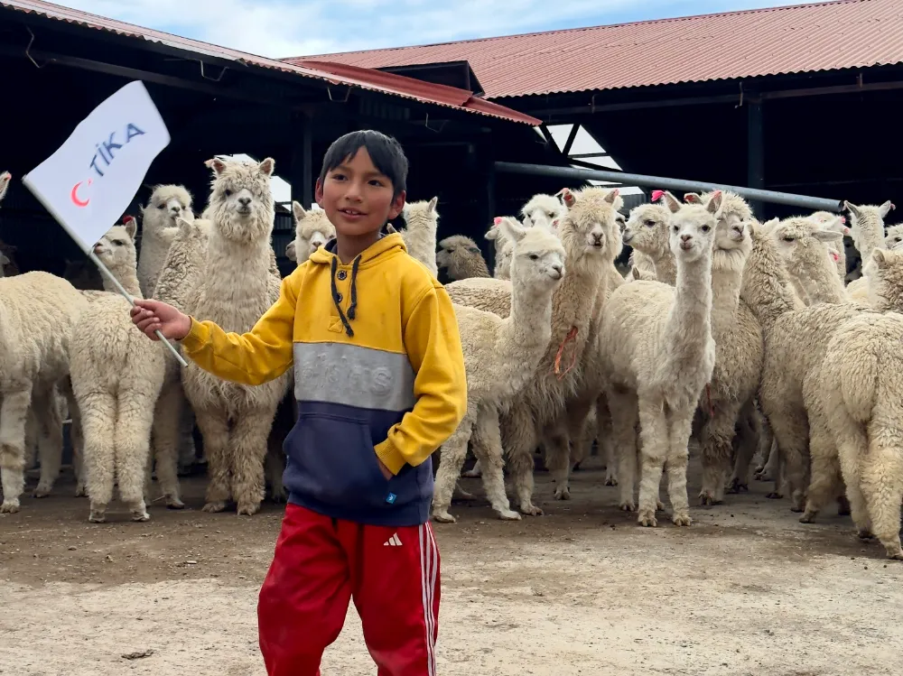 TİKA Peru’da “Alpaka Çiftliği” kurdu