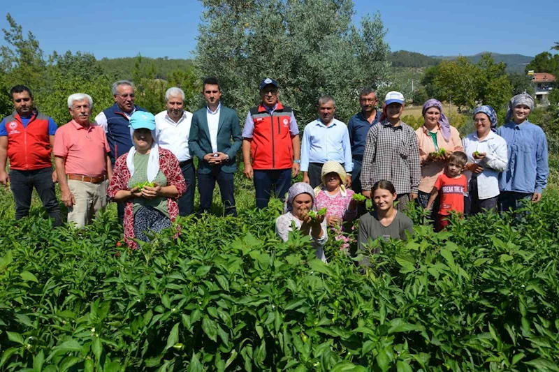 Bozdoğan’da turşuluk kardolua biber çeşidinin ilk hasadı yapıldı
