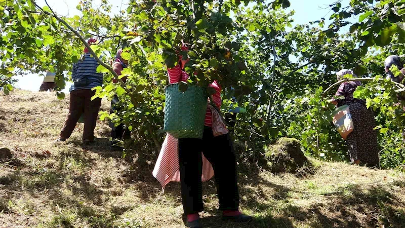 Ziraat odalarından fındık hasadı işçilerine fiyat güncellemesi
