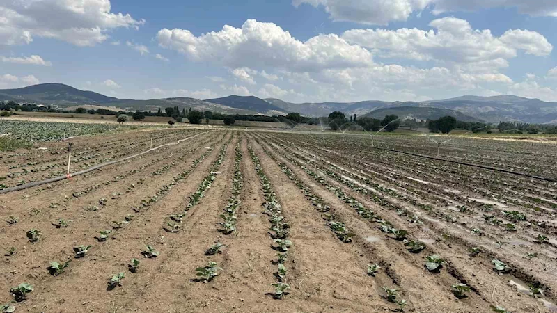 Sinanpaşa’da brokoli üretimi artıyor
