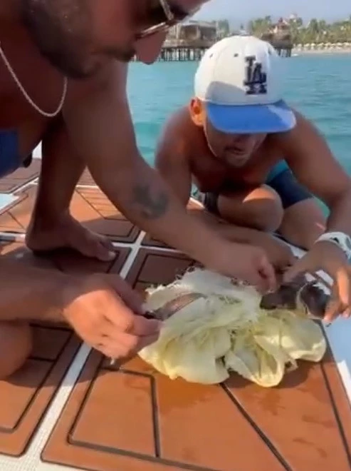 Alanya’da çuvala dolanan caretta caretta yavrusu kurtarıldı
