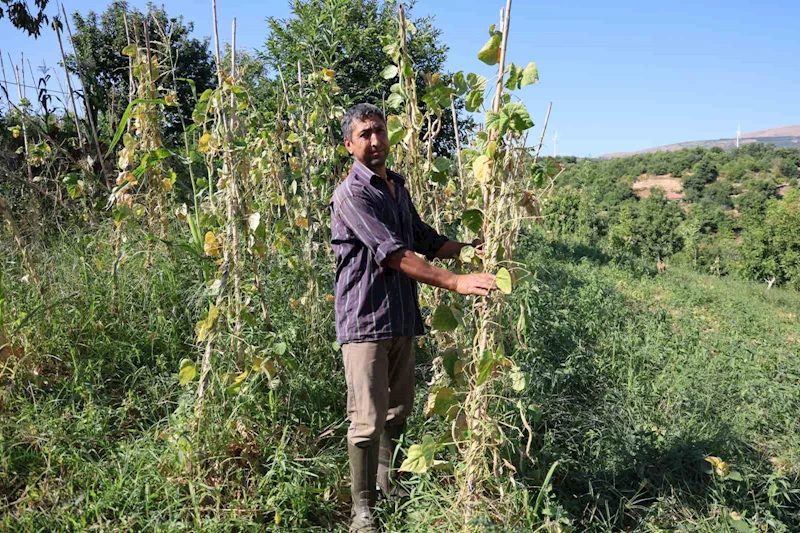 Sezona rekor fiyatla başlayan fasulye üreticisini üzdü
