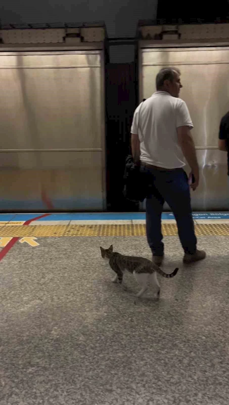 İstanbul metrosunda sevimli kedinin yolculuğu kamerada
