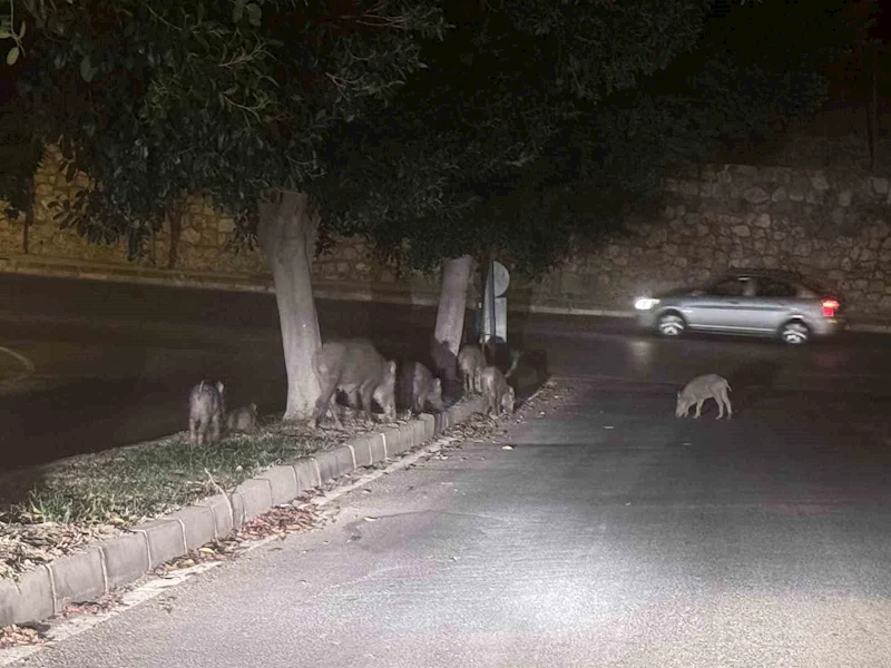 Aç kalan domuzlar şehre indi, görenler şaştı kaldı
