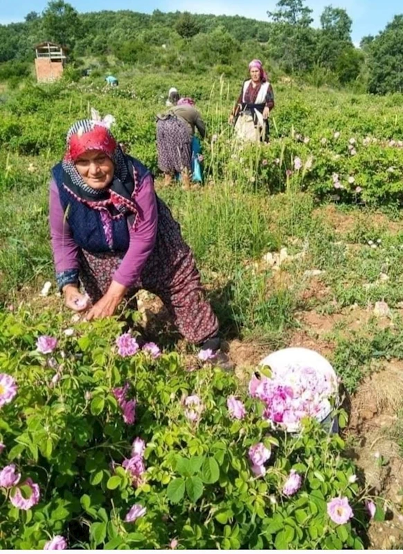 Isparta’da gül çiçeği fiyatı 90 lira olarak belirlendi
