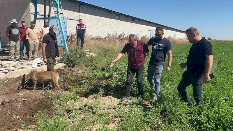 Dayısını öldürüp gömdü başında ağladı
