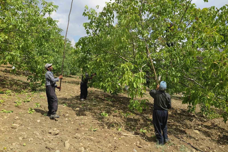 Deprem bölgesinde üreticinin yüzünü güldüren Çağlayancerit cevizi, modern tesislerde özenle işlenip paketlenerek piyasaya sürülüyor
