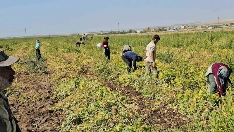 Adilcevaz’da fasulye hasadı başladı
