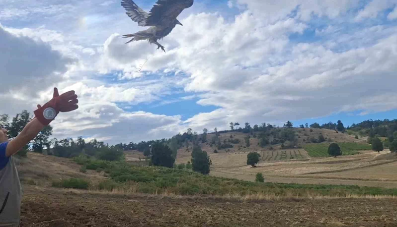 Isparta’da tedavi edilen mısır akbabası doğaya salındı
