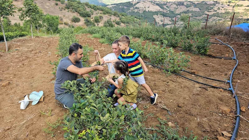 Sındırgı’da Aronya hasadı başladı
