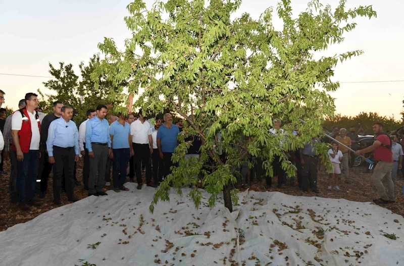 Şanlıurfa’da badem hasadı çiftçiyi memnun etti
