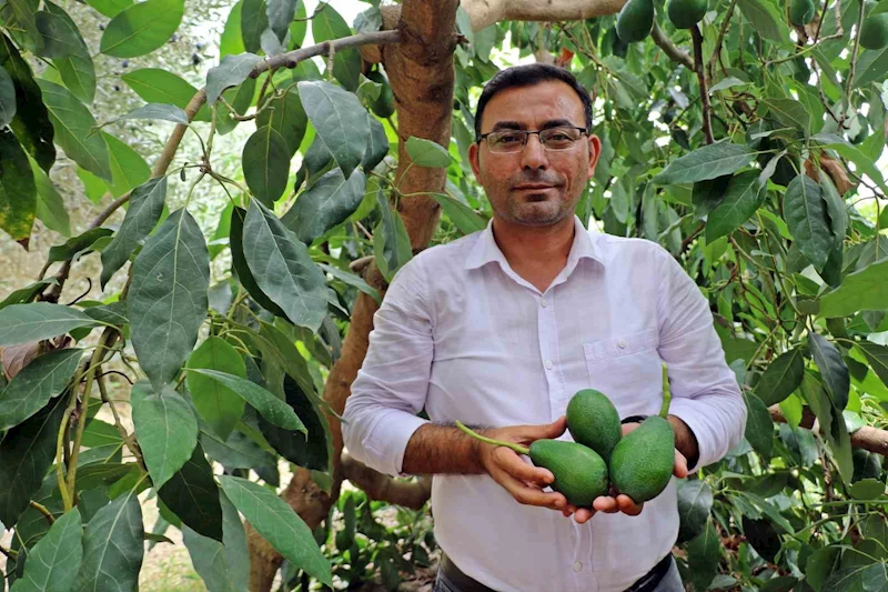 Alanya’da avokado hasadı başladı
