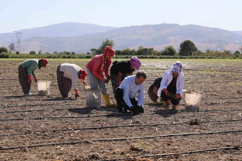 Başkan Yetişkin enginar fidelerini toprakla buluşturdu
