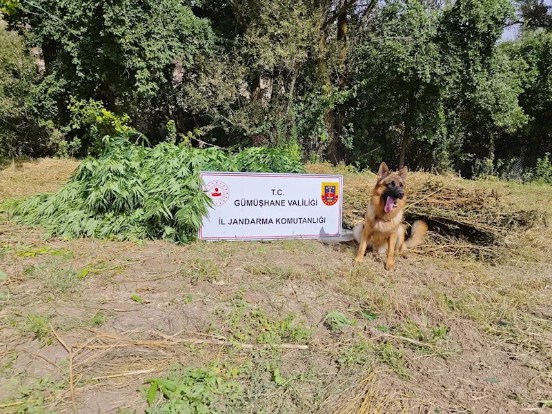 Gümüşhane’de uyuşturucu operasyonu
