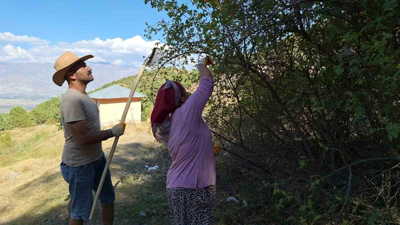 Erzincan’da kuşburnu, zorlu arazilerde toplanmaya başlandı
