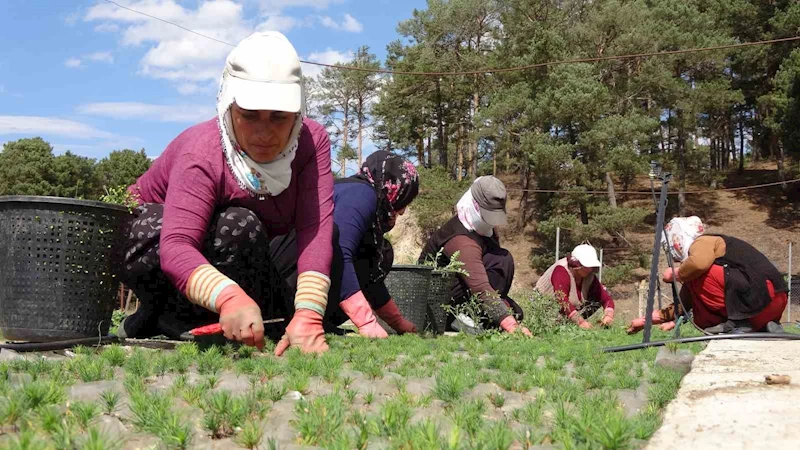 Türkiye’nin ormanları bozkırda yeşeriyor
