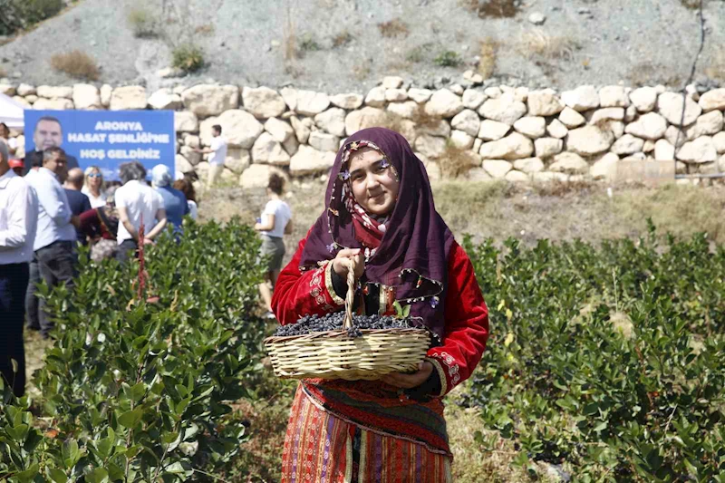 Antalya’da aronya hasadı başladı
