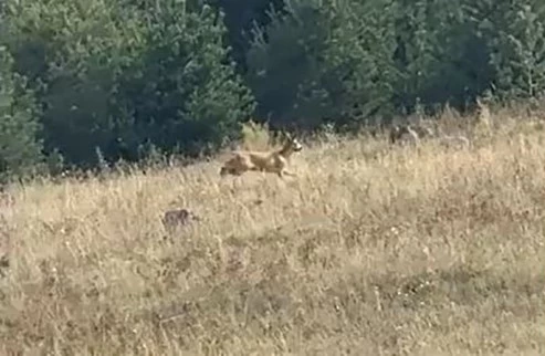 Ardahan’da dağ ceylanı görüntülendi
