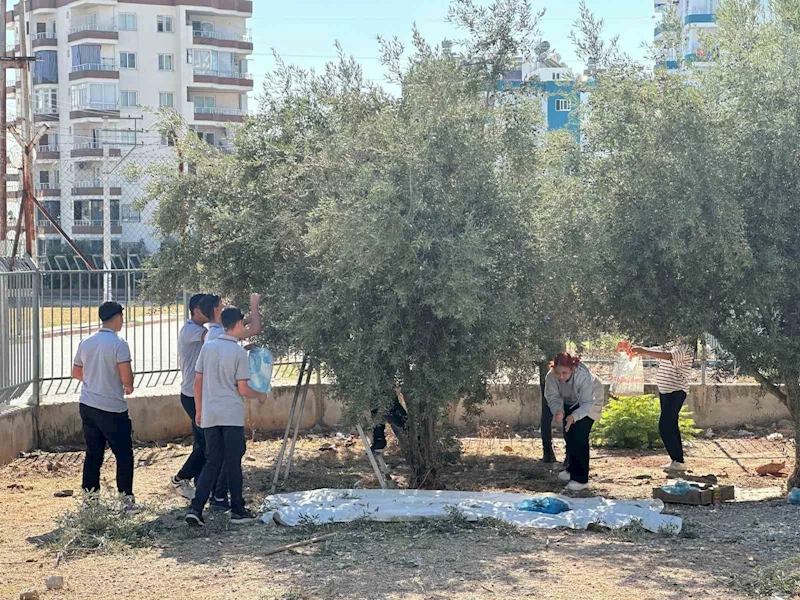 Öğrenciler okul bahçesinde zeytin topladı
