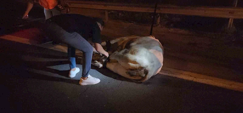 Tırdan kaçarak otoyolda trafiği durduran angus, iğneyle vurularak yakalandı
