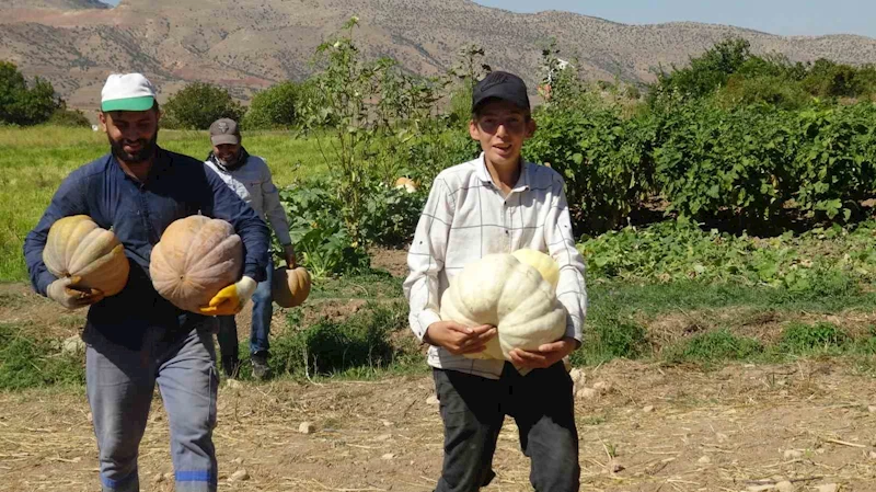 Gercüş’te bal kabağı hasadı başladı
