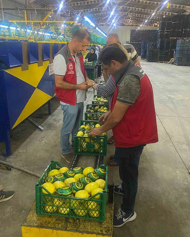 Ortaca’da nar ve limon ihracatında rekor beklentisi
