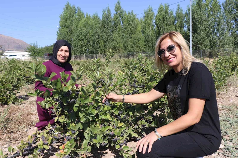 Erzincan’da “Süper meyve