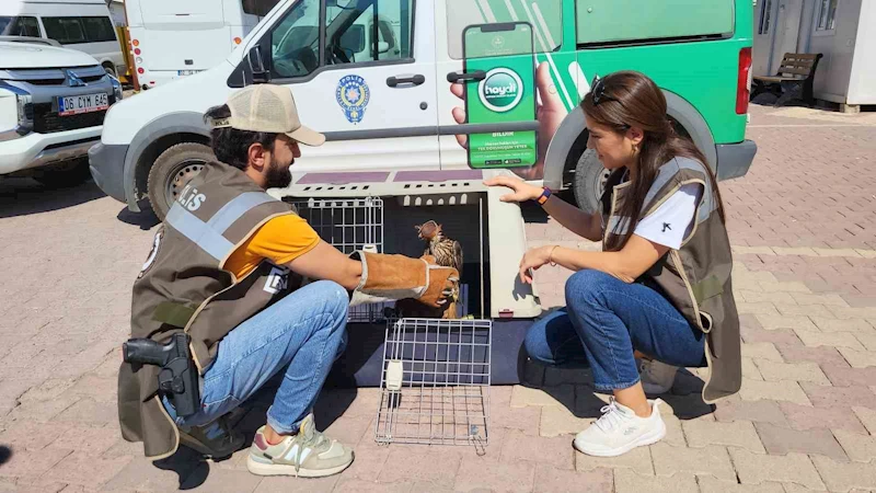 Eşini darp eden şahsın evinden avlanması yasak yaban hayvanı çıktı
