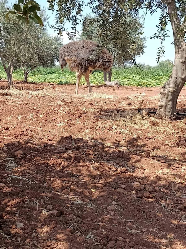 Sınırdan bu defa deve kuşu geçti
