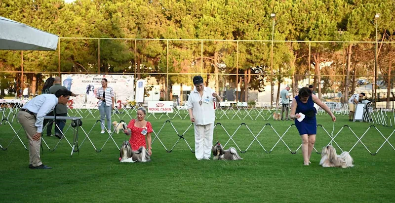 Yarışmaya katılan köpekler dikkat çekti
