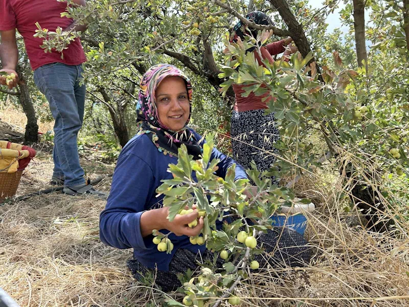 Depremzede üreticinin hasadından memnun olduğu alıç ihraç ediliyor
