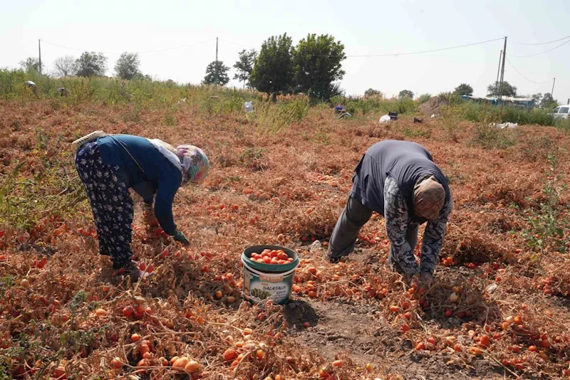 Domatesi tarlada kalan çiftçi, Büyükşehir aracılığıyla ihtiyaç sahiplerine bağışladı
