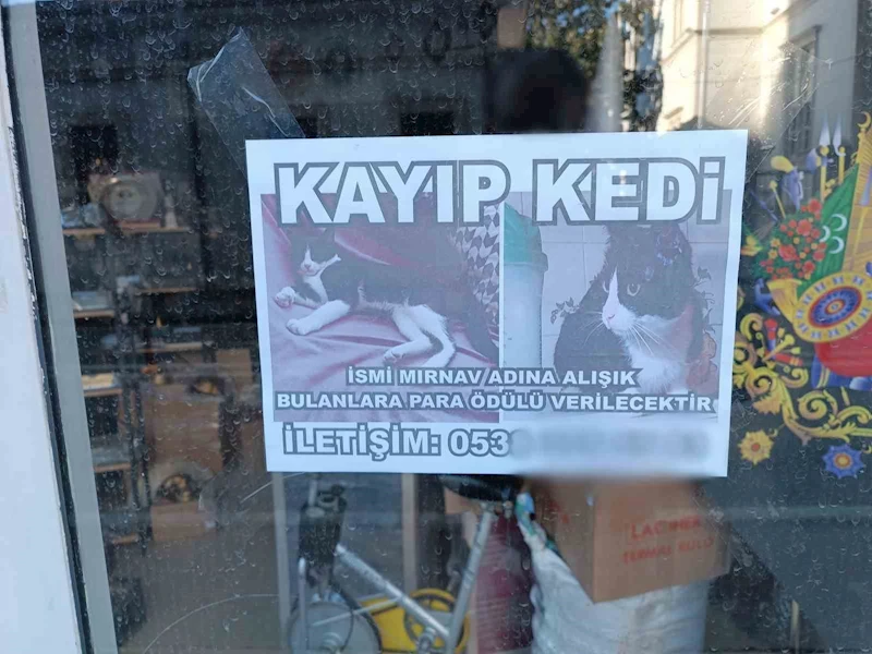 Kayıp kediyi bulana para ödülü
