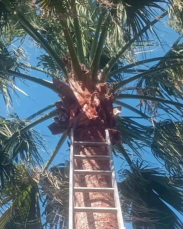 İskenderun’da ağaçta mahsur kalan kedi kurtarılarak sahibine teslim edildi
