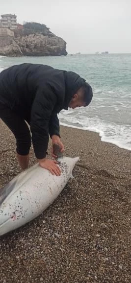 Maden işçisi balık tutmaya gittiği sahilde ölü yunus buldu
