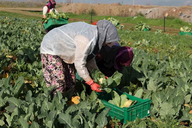 Efeler Belediyesi’nin karnabaharları hasat edildi
