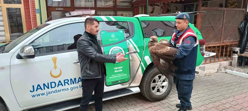 Karaman’da yaralı bulunan Kızıl Şahin koruma altına alındı
