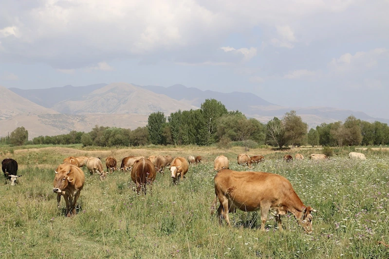 Erzincan’da 8 yılda 19 köyde 57 bin dekar mera ıslah edildi
