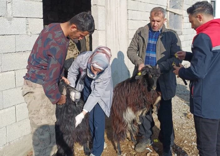 Şırnak’ta hayvan sağlığına yönelik kapsamlı çalışma
