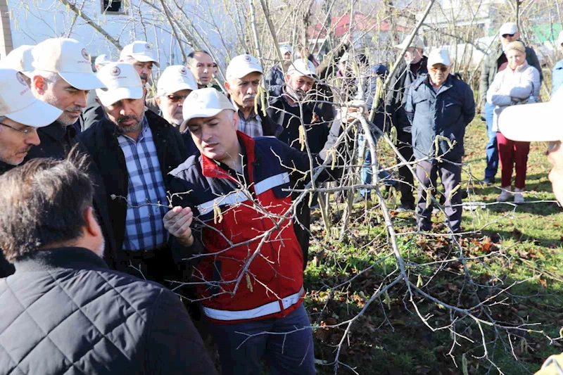 Samsun’da fındık budama yarışması
