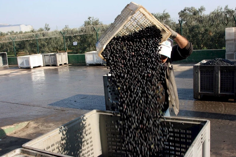 Zeytin alımları tamamlanıyor
