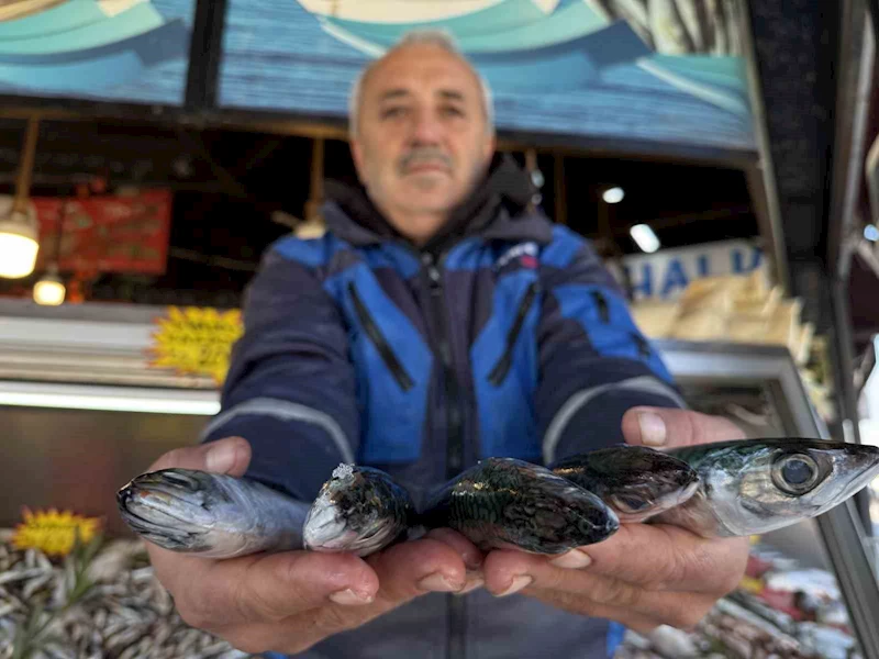 Karadeniz’de palamut sezonu yeniden açıldı
