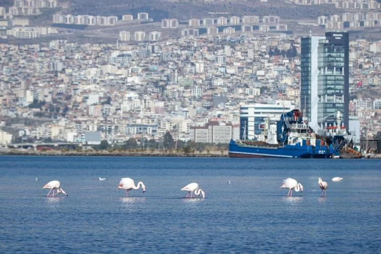 İzmir Körfezi’nde temizlik sonrası doğa canlandı, flamingolar ve pelikanlar geri döndü
